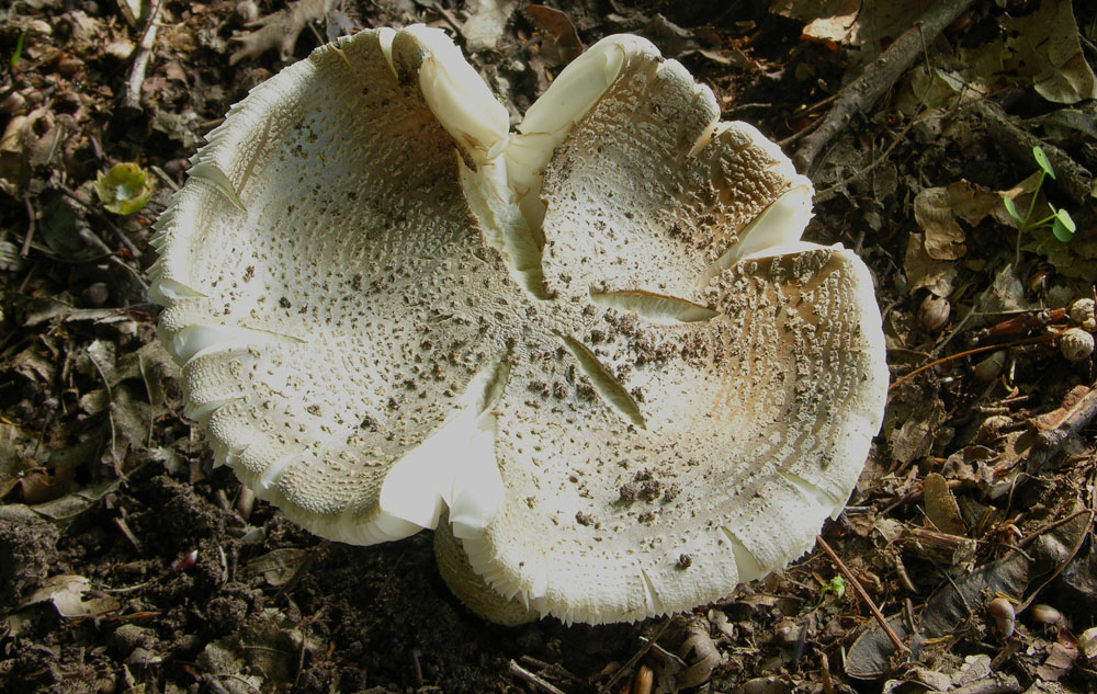 Amanita franchetii (Boud.) Fayod